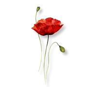 Autocollant De Tatouage Imperméable Fleur D'Aquarelle Mandala Coquelicot Rouge Sang Imperméable Longue Durée Frais Peint À La Mainfaux Tatouage Temporaire