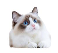 Autocollant de voiture Chat 3D Lot de 2 14 cm, Autocollant pour pare-chocs et véhicule en Vinyle Imperméable pour SUV Moto Camion PC Portable Casque Valise Porte Mur Fenêtre