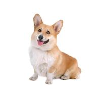 Autocollant de voiture Corgi Autocollant 15 cm (5,9 pouces) Mignon Corgi Autocollant réfléchissant 3D Animal de compagnie Chien Drôle Autocollant de voiture Mignon Corgi Dog Autocollant de voiture
