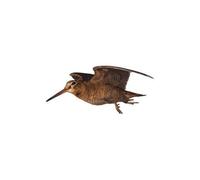 Autocollant logo 5 Bécasse oiseau sticker - Taille : 4 cm