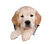 Autocollant pour voiture 22 cm (8,7 pouces) Golden Retriever Autocollant 3D déchiré Autocollant de voiture Petit Golden Retriever Autocollant réfléchissant Petit Golden Retriever Autocollant de