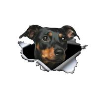 Autocollant pour voiture Doberman 15 cm (5,9 pouces) Petit Doberman Autocollant réfléchissant 3D Déchiré Autocollant Little Doberman Car Sticker Chien Personnaliser Drôle Ordinateur Portable Décor