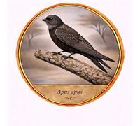 Autocollant sticker oiseau Martinet noir Apus apus