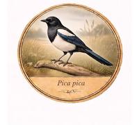 Autocollant sticker oiseau Pie bavarde Pica pica