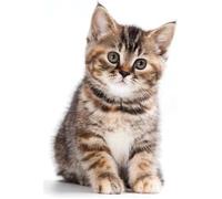 Autocollant sticker voiture bebe chat chaton