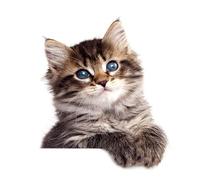 Autocollants muraux chats - Stickers décoratifs double face | Décoration adhésive en PVC imperméable pour vitres, portes, murs et toilettes, idéal pour personnaliser la maison avec des motifs de chats