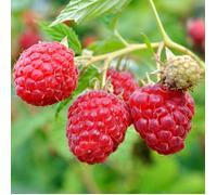 Automne Framboise Chef Rubus idaeus Cultivez votre propre plante de fruit dans un pot de jardin.