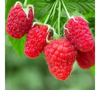Automne heureux de framboise Rubus idaeus. Cultivez votre propre plante fruitière dans un pot de jardin.