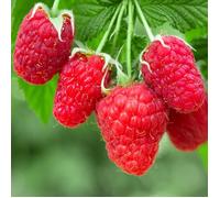 Automne heureux de framboise Rubus idaeus. Cultivez votre propre plante fruitière dans un pot de jardin.