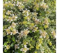AUTRES PRODUCTEURS-Abelia grandiflora Jelly Beans coloris vert - 3,5 L