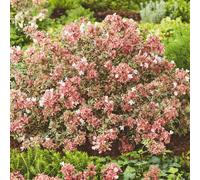 AUTRES PRODUCTEURS-Abelia grandiflora Magic Daydream coloris vert - 3,5 L