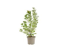 AUTRES PRODUCTEURS-Amelanchier Ovalis - 3 L