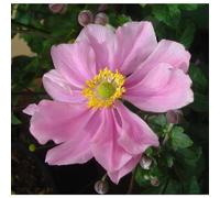 AUTRES PRODUCTEURS-Anémone Hupehensis - Le pot de 12 cm