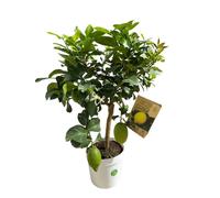 AUTRES PRODUCTEURS-Citronnier Lunario coloris jaune - 5 L