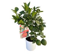 AUTRES PRODUCTEURS-Citronnier rouge coloris jaune - 5 L