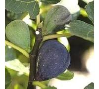 AUTRES PRODUCTEURS-Figuier noir de Caromb coloris violet - 35 L