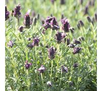 AUTRES PRODUCTEURS-Kumquat coloris orange - 2,5 L