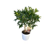AUTRES PRODUCTEURS-Kumquat coloris orange - 5 L