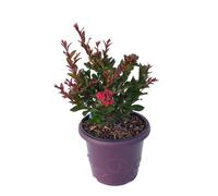 AUTRES PRODUCTEURS-Lagerstroemia Enduring Summer Red coloris rouge - 3 L