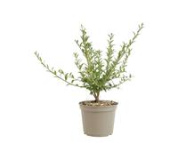 AUTRES PRODUCTEURS-Ligustrum vulgare - 3 L