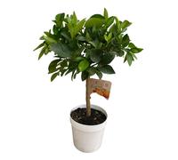 AUTRES PRODUCTEURS-Oranger coloris orange - 5 L