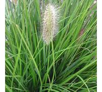 AUTRES PRODUCTEURS-Pennisetum aux écouvillons Hameln - Le pot de 3 litres