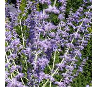 AUTRES PRODUCTEURS-Perovskia coloris bleu - 4 L