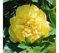 AUTRES PRODUCTEURS-Pivoine Itoh Bartzella - Le pot de 5 litres