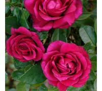 AUTRES PRODUCTEURS-Rosier Lalande de Pomerol Delcherot