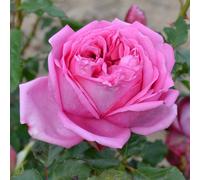 AUTRES PRODUCTEURS-Rosier Pompadour Deldour