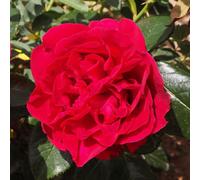 AUTRES PRODUCTEURS-Rosier rose Clos Vougeot Delrous