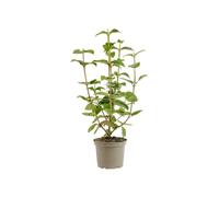 AUTRES PRODUCTEURS-Viburnum lantana coloris vert - 3 L