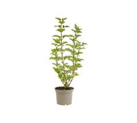 AUTRES PRODUCTEURS-Viburnum opulus coloris vert - 3 L