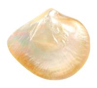 AUTSUPPL Assiette à Dessert Créative en Coquillage, Plateau de Service en Coquille Naturelle, Multi-fonction, Solide, Design Unique, Maison Café