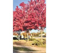 Autumn Moments Undated Weekly Planner: Pocket Size 5x8 Minimalist Personal Agenda with Cozy Autumn Photography for Busy Women, Teachers and Writers