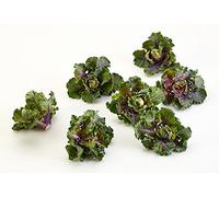 Autunno Stella ibridi Kalettes - 10 semi - Nuovo per il 2015!