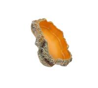 AUYXSSZ Gamelles d'eau élégantes pour reptiles, améliorant l'expérience des dragons barbus. Les gamelles d'eau sont un accessoire essentiel pour les , M