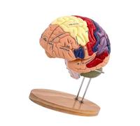 AUYXSSZ Modèle de Cerveau agrandi Double Taille anatomiquement précis pour enseigner la compréhension de l'anatomie Humaine dans Les environnements de