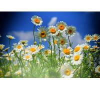 Avec Un Champ De Fleurs De Marguerites Blanches Drapeaux De Maison 90X150Cm Imprimé Drapeau De Festival Personnalisée Bannières De Pour Événement Porte Ferme