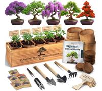 AVERGO Kit Bonsaï - 2X Jacaranda + 1x Criquet - 2xV1-B