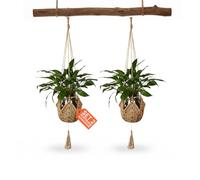 Avilia - Lot de 2 Porte-Pots Suspendus en macramé tressé à la Main pour Pot pour Plantes d'intérieur, décoration bohème Rustique Facile à Suspendre avec Crochets Inclus, Style élégant et Peu