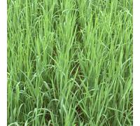 Avoine rude (Avena strigosa) / avoine maigre 25 kg
