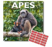 Avonside Grands Singes 2027 Calendrier avec Autocollants d'Organisation, Calendrier Mural Carré 16 Mois (sept 2026 - déc 2027), Planning, 29,5 x 29,5 cm