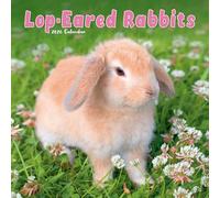 AVONSIDE Publishing Calendrier mural 2026 avec oreilles de lapin 12 mois Emballage sans plastique