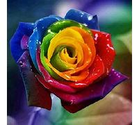 Awesocrafts Kit de broderie au point de croix estampillé - Motif floral - Rose