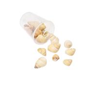 AWJUWHBJ Coquilles de conque naturelles - Fournitures d'art - Collection artisanale pour la décoration de la maison et les projets créatifs - Décorations de coquillages marins naturels, taille unique