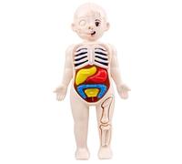 AwnsIMfreien Modèle d'anatomie, modèle de Corps Humain pour Enfants 7x4 Organes d'anatomie Corps Humain détachable ABS sans bavures Jouets scientifiques éducatifs pour Enfants