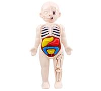 AwnsIMfreien Modèle de Corps Humain, modèle de Corps Humain pour Enfants 7x4 Organes d'anatomie ABS détachable sans bavures Jouets scientifiques Anatomie éducative pour Les Enfants Plus 3 Ans