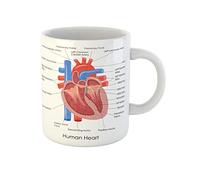 Awowee Tasse à café anatomique du diagramme du cœur humain, anatomie, corps, muscle, organe, 325 ml, tasse à thé en céramique, meilleur cadeau ou souvenir pour la famille, les amis, les collègues de