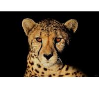 AxiangziK Animal Diy Kit Crochet Debutant Complet Portrait De Léopard Kits De Tapis À Crocheter Diy，Kit De Crochet Pour Débutants，Set De Fabrication De Coussin Avec Toile Imprimée，Cadeau 39x55in
